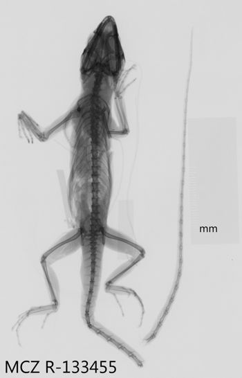 Media type: image;   Herpetology R-133455 Aspect: dorsoventral x-ray